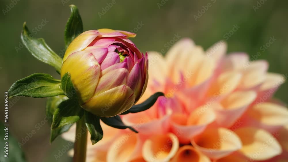 Dahlie blüht auf im Zeitraffer – Makroaufnahme einer Blütenöffnung