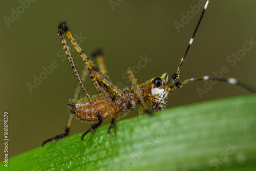grasshopper on leaf