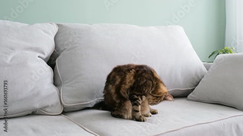 The cat washes at home. A pet is licking its fur.
