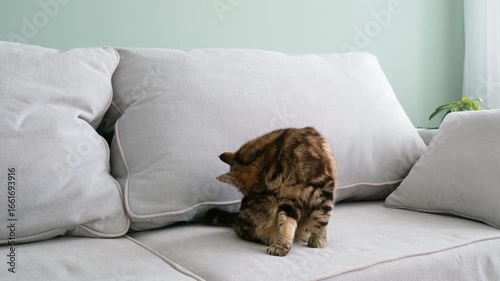 The cat washes at home. A pet is licking its fur.
