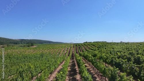 Aerial drone view of Averesti winery vineyard with rows of grapevines in summer.
