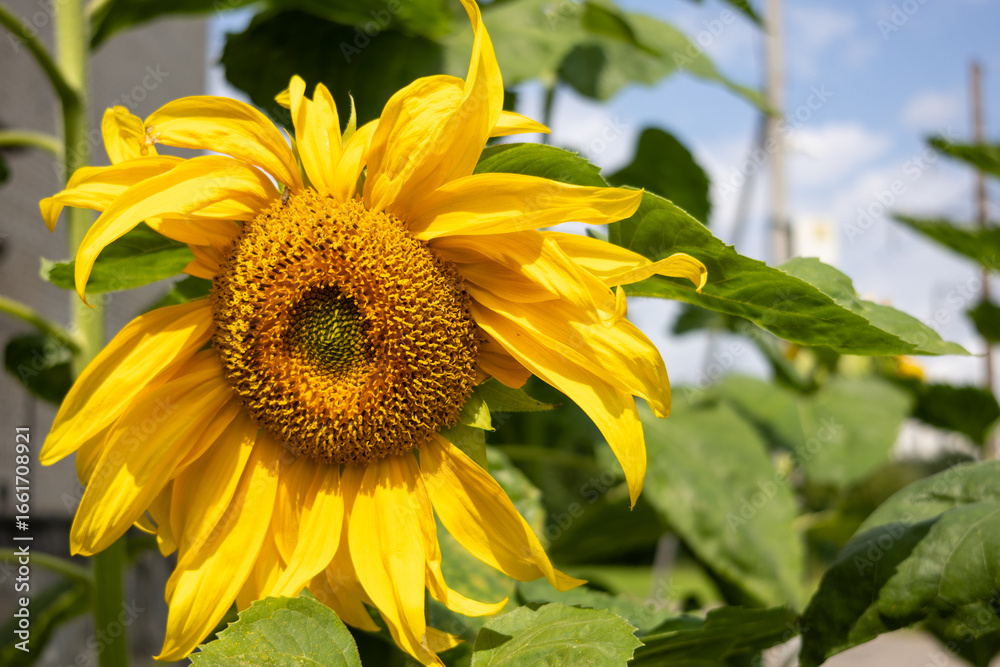 Naklejka premium Fully bloomed sunflower head with yellow petals and visible seeds growing in urban garden. Close-up of Helianthus annuus against green leaves and blue sky background.