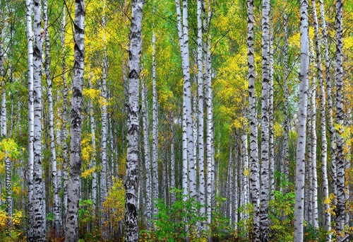 Autumnal birch forest with colorful foliage.