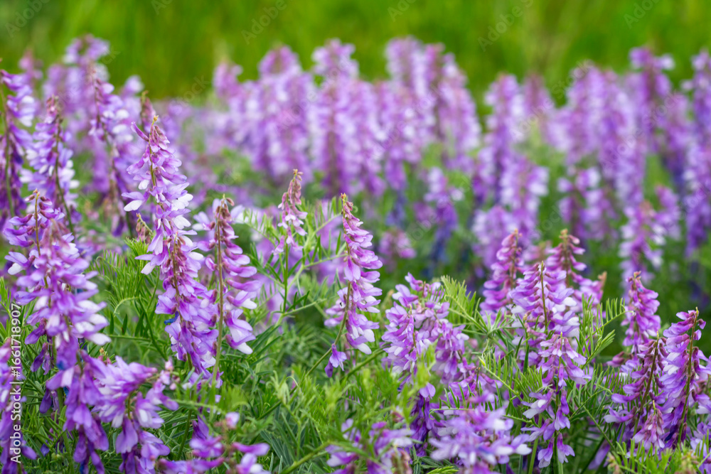 Fototapeta premium Purple flowers on green meadow in daylight, bright purple flowers, soft focus, blur.
