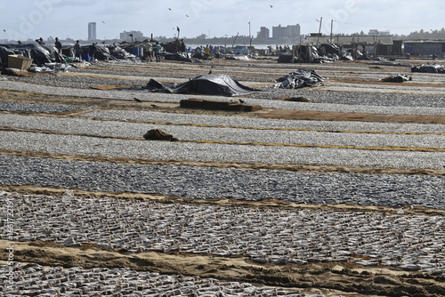 field of drying fish