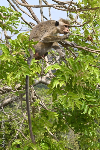 macaque ape sitting and eating in the tree