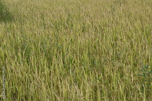 field of rice