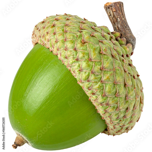 green acorn png, acorn on transparent background