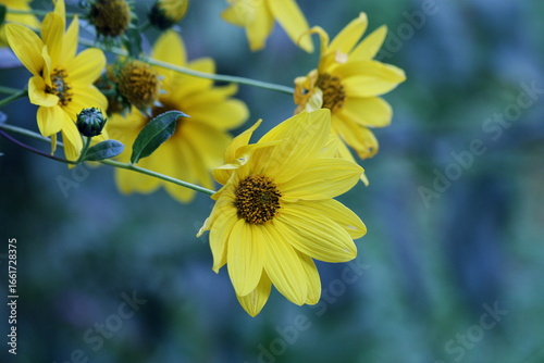 The Hidden Sweetness of the Jerusalem Artichoke Beneath Its Golden Crown
