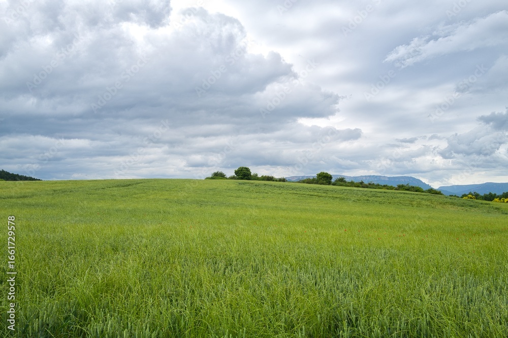 Obraz premium 자연 초목 나무 길 산책로