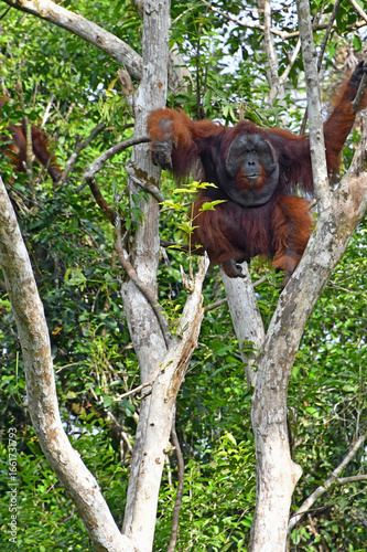 Orangutan Perched in Tree