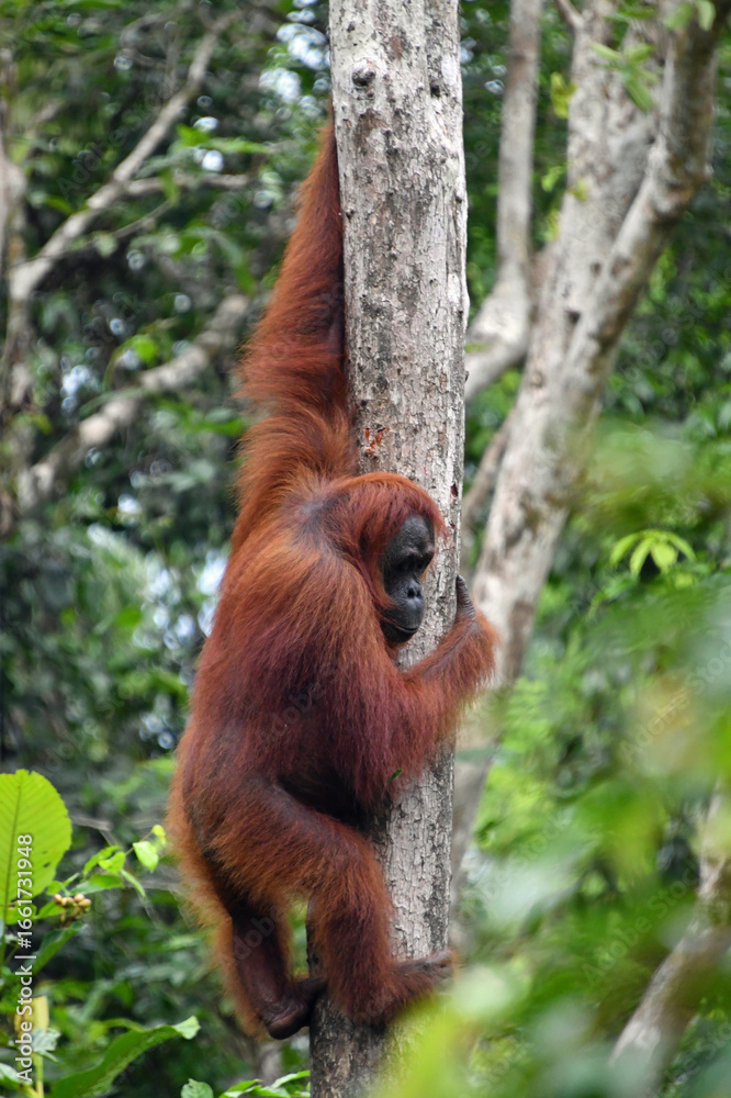 Fototapeta premium Orangutan Climbing Tree