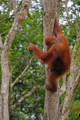 Climbing Orangutan