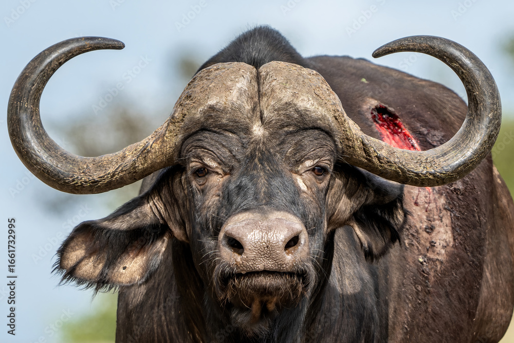 Naklejka premium Portrait of a Buffalo bull standing in Kruger National Park in South Africa