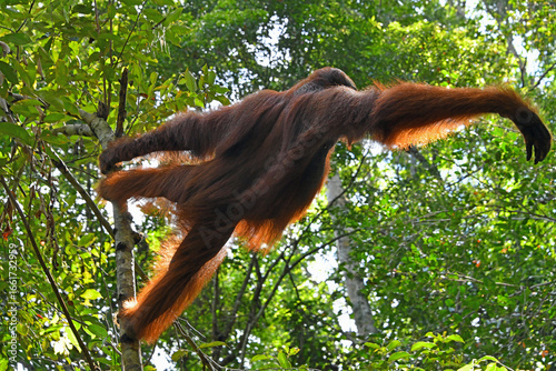 Reaching Orangutang