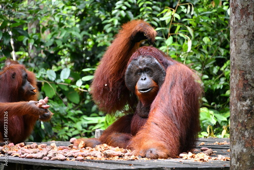 Orangutan Ponders
