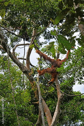 Swinging Orangutan