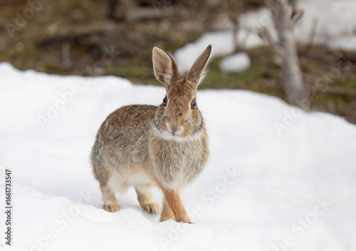 Eastern cottontail rabbit sitting in a winter forest in Ottawa, Canada