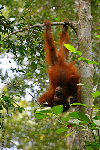 Hanging Baby Orangutan