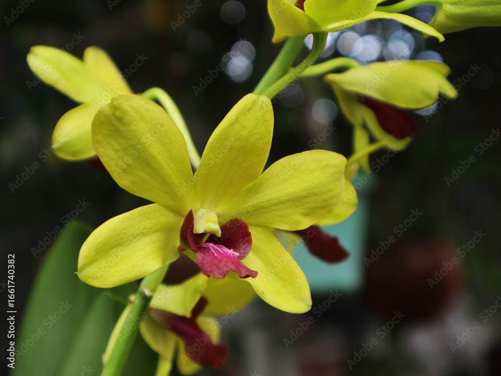 Fototapeta premium Dendrobium VERUS YELLOW CLOVIS which fits the description of yellow with red/purple tongue, Dendrobium is known for its beautiful flowers, variety of colors, and adaptability.