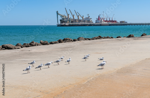 Silver gulls on the Kwinana Jetty with grains ship loading at the Kwinana Bulk Jetty in the background, Western Australia, Australia