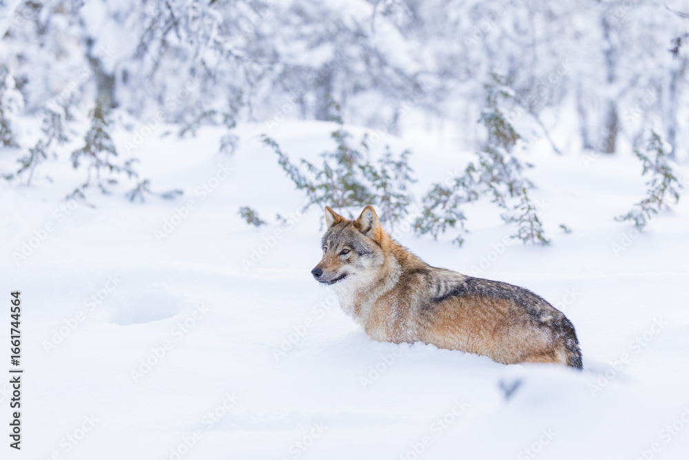Fototapeta premium Wolf in snowy Scandinavian landscape