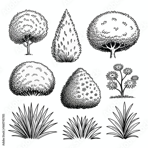 Ornamental Bush and Grass Vector Set  Shrub Silhouette, Landscape Greenery, Decorative Plant Elements for Garden Design