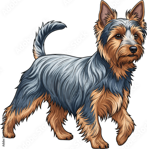 Australian Silky Terrier dog walking calm vector illustration