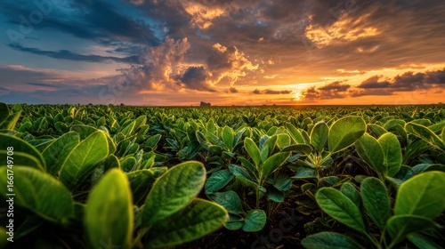 Lush green soybean field at sunset (1)
