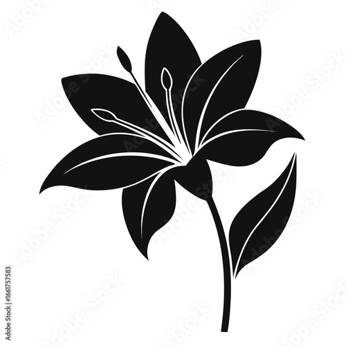  zephyranthes robusta flower silhouette on-white