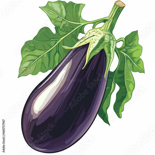 Illustration of a eggplant 