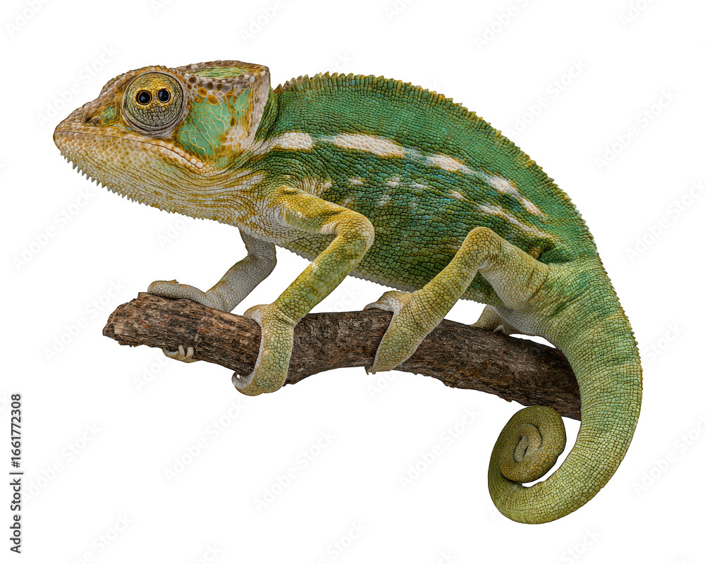Obraz premium Green chameleon reptile with textured skin perched on brown branch, isolated on transparency background, displaying vibrant colors and unique curled tail, evoking curiosity and wonder