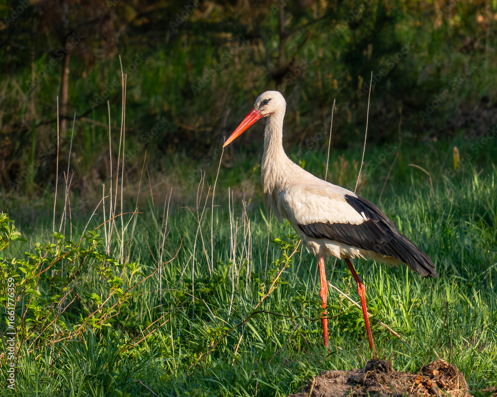 Fototapeta premium stork in the grass