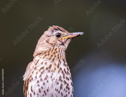 Drozd śpiewak. Song thrush. (Turdus philomelos)