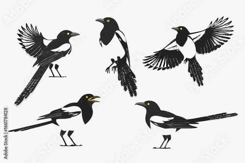 A group of magpies in different poses and flying positions illustration