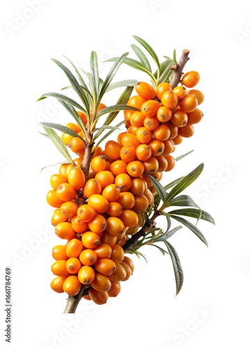 Bright and Juicy Sea Buckthorn Branch Rich with Antioxidants and Vitamins