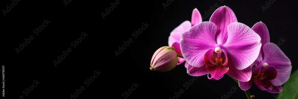 Fototapeta premium Luxurious orchid arrangement, black background, arrangement, details, blossom