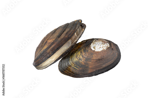 Two wild freshwater dark brown mussels isolated on white background. Painter's mussel ( Unio pictogrum ) is European large bivalve mollusk.
