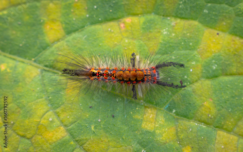Znamionówka starka (Orgyia antiqua)