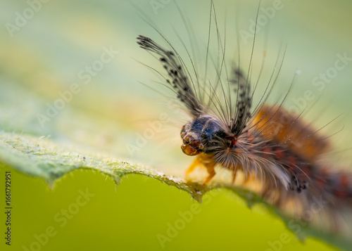 Znamionówka starka (Orgyia antiqua)