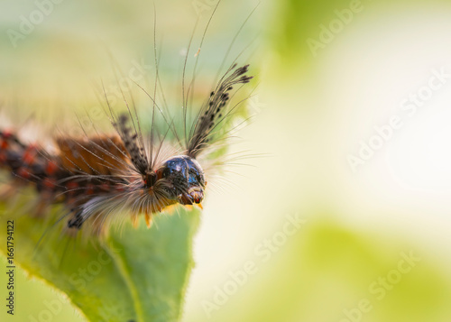 Znamionówka starka (Orgyia antiqua)