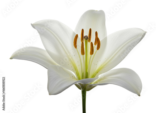 Elegant white lily flower nature scene botanical beauty and serenity isolated PNG