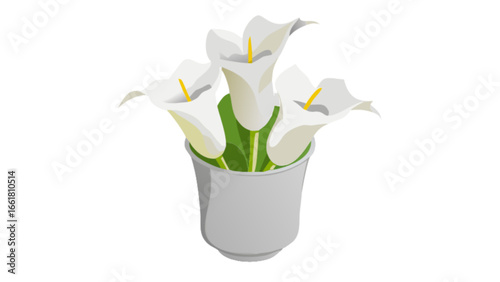 Buy calla lily flowers online potted plant for home decor and gifts beautiful white lilies bouquet 95
