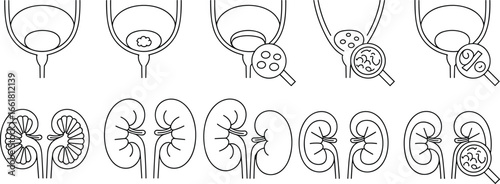 Human kidney and bladder medical vector icons, urinary tract infection, kidney stone, bladder disease diagnosis, nephrology, urology health, flat illustration
