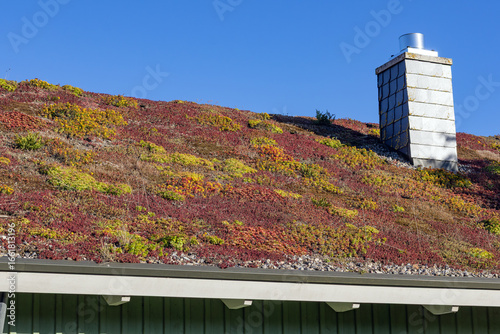 Obraz na plátně extensive green roof