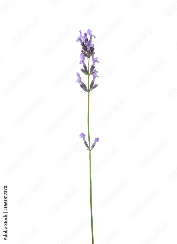 Naklejka premium Beautiful aromatic lavender flower isolated on white