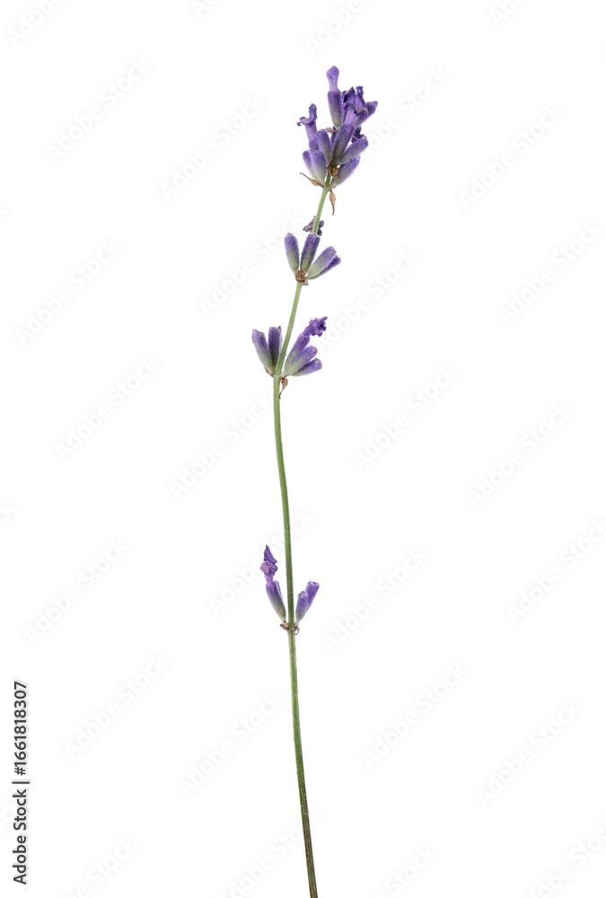 Obraz premium One fragrant lavender flower isolated on white
