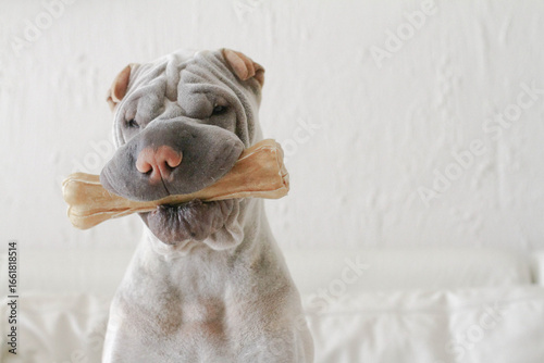 Close-up portrait of a Shar-pei dog sitting in a living room chewing on a toy bone
