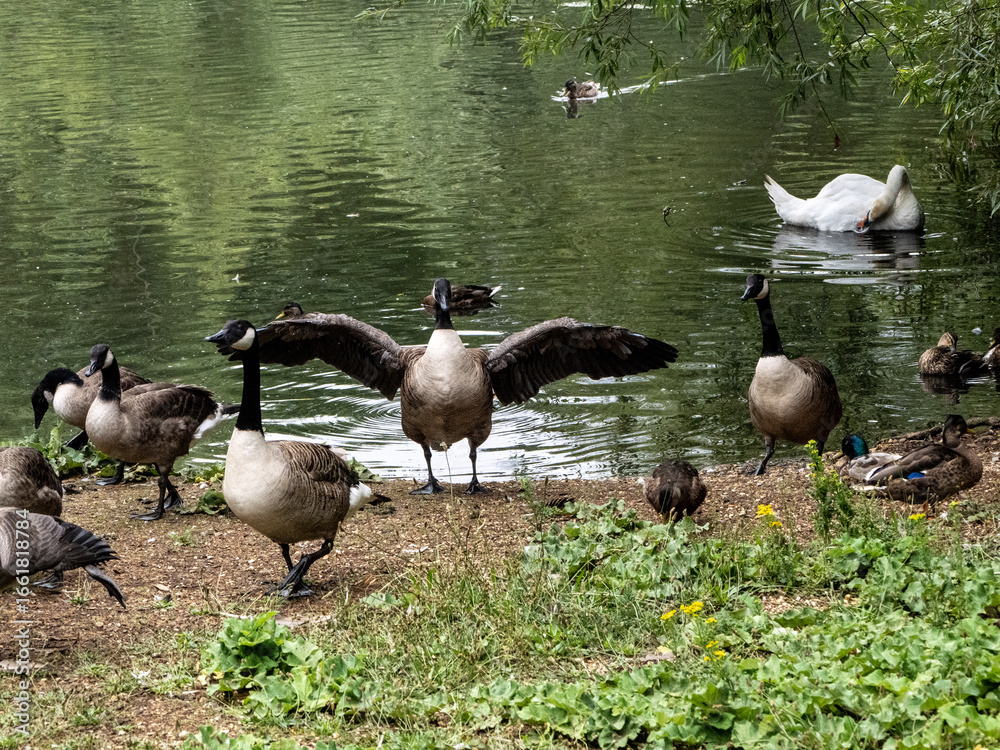Fototapeta premium canada goose family