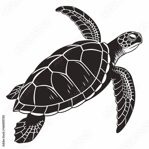 turtle vector illustration
